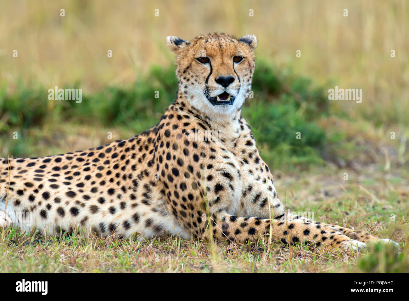 Wild African Cheetah Beautiful Mammal Animal Africa Kenya Stock Photo Alamy
