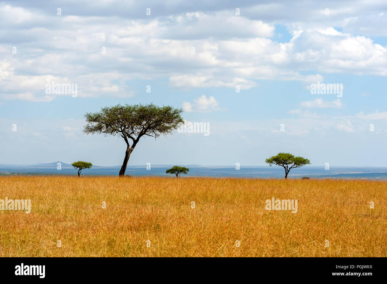 Acacia savannah hi-res stock photography and images - Alamy