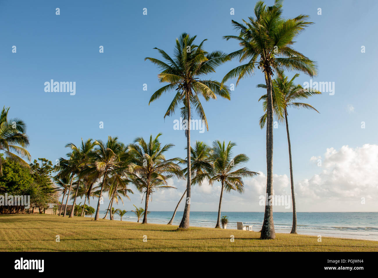 Beautiful palm trees at the beach Indian ocean Stock Photo - Alamy