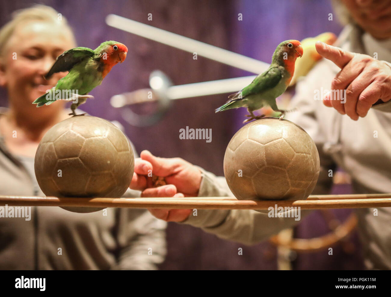 24 July 2018, Weilrod-Hasselbach, Germany: Two lovebirds (Agapornis), a species of small African parrots, are balancing on small footballs during a demonstration in the 'Parrot School' in the bird castle. Parrots, which were delivered by private owners for the different reasons, are offered accommodation in the plant. The bird sanctuary in Hochtaunus has existed since 1981. At present about 700 birds live here. Photo: Frank Rumpenhorst/dpa Stock Photo