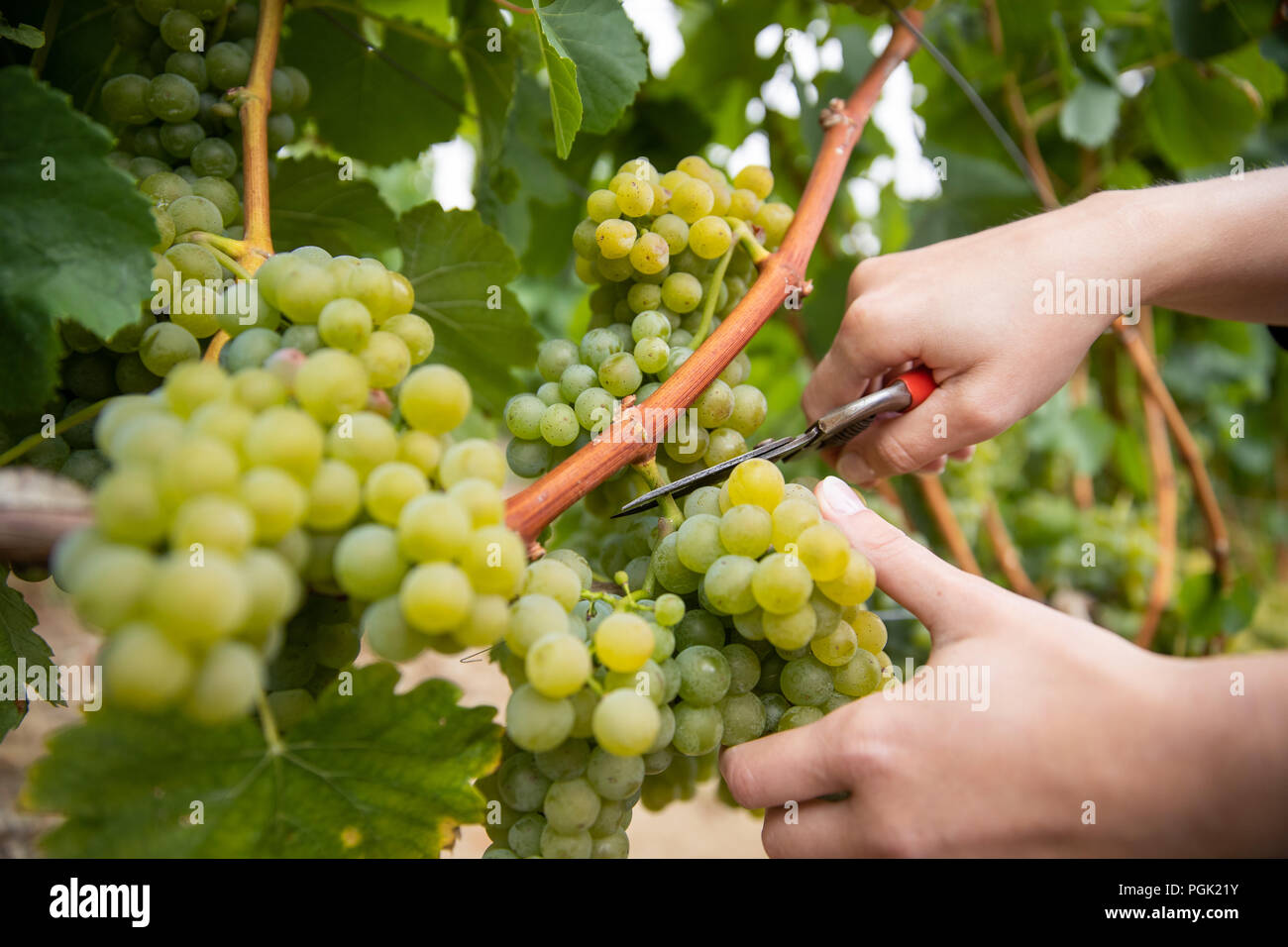 Germany, Eibelstadt. 27th Aug, 2018. A winemaker cuts Silvaner grapes from a vine for the official opening of the Franconian grape harvest. Credit: Daniel Karmann/dpa/Alamy Live News Stock Photo