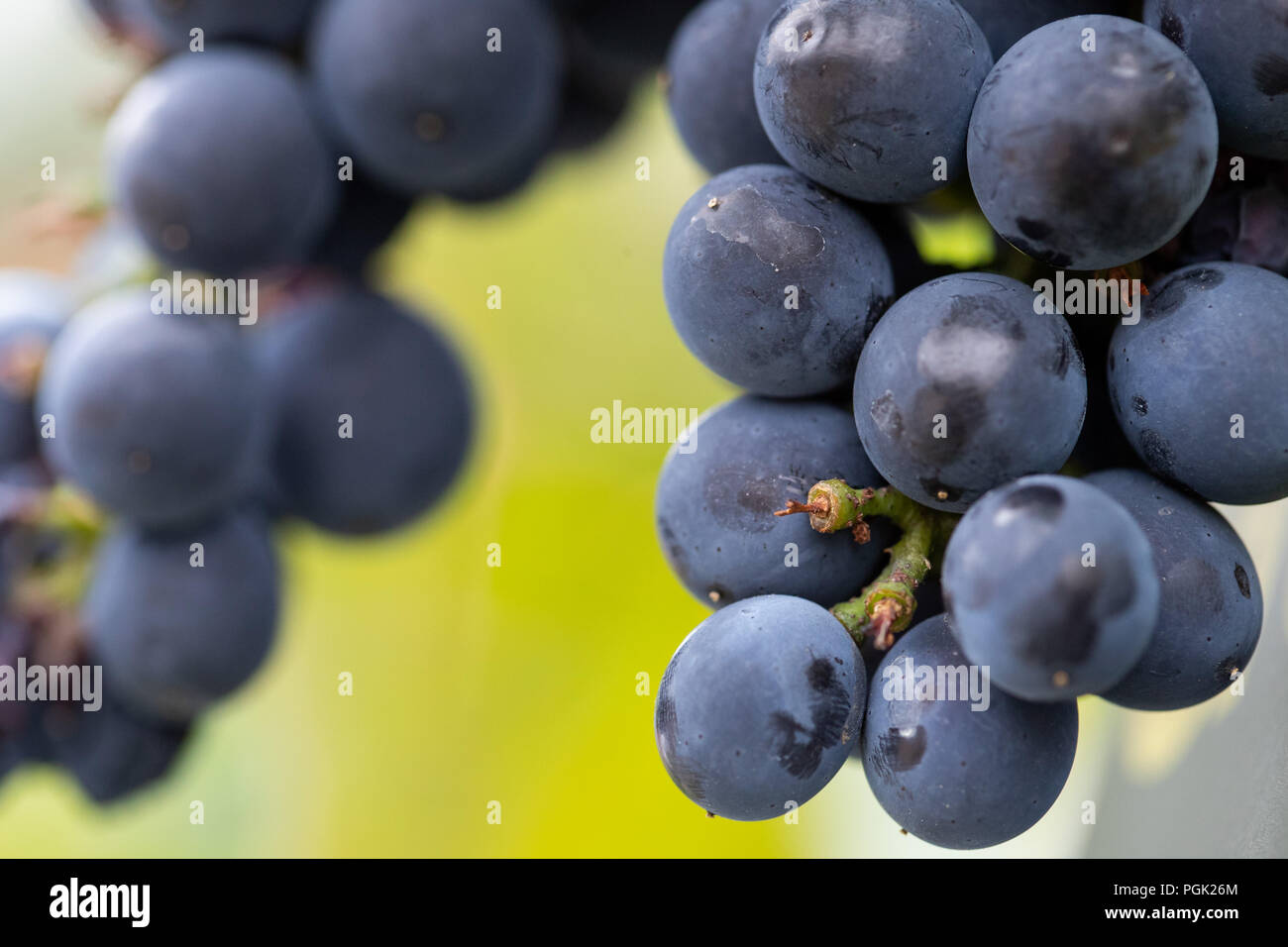 Germany, Eibelstadt. 27th Aug, 2018. Blue Pinot Noir grapes hang on a vine. Credit: Daniel Karmann/dpa/Alamy Live News Stock Photo