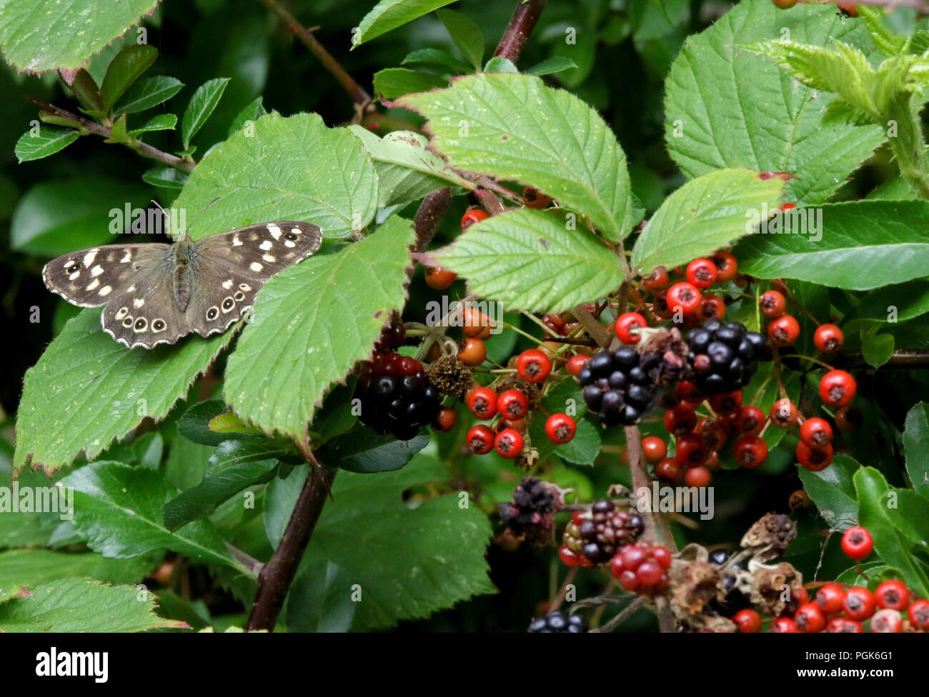 Oxford Island, Lough Neagh, Northern Ireland. 27 August 2018. UK weather - a mainly grey day with a moderate westerly wind bring the occasional bright spell. Sheltered from the wind, a speckled wood butterfly on a leaf beside autumn berries. Credit: David Hunter/Alamy Live News. Stock Photo