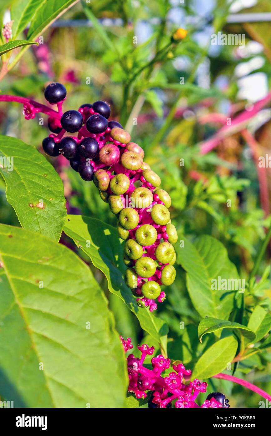 Close up of pokeweed berries with some ripe and some green in late summer in Raleigh North Carolina Stock Photo