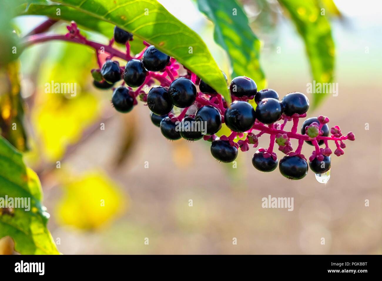 Close up of ripe pokeweed berries in late summer in Raleigh North Carolina Stock Photo