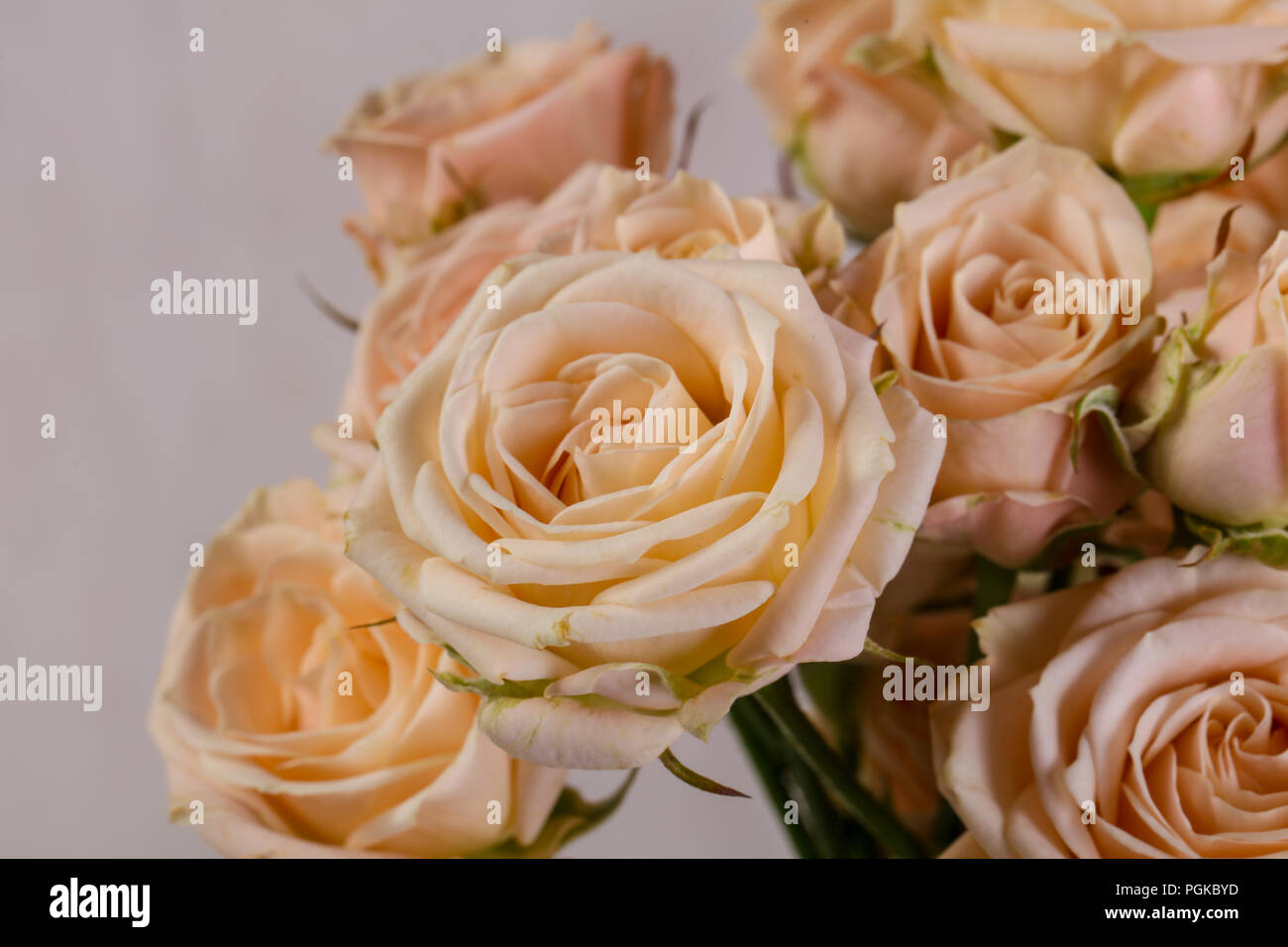 Pink roses bouquet isolated on white background Stock Photo - Alamy