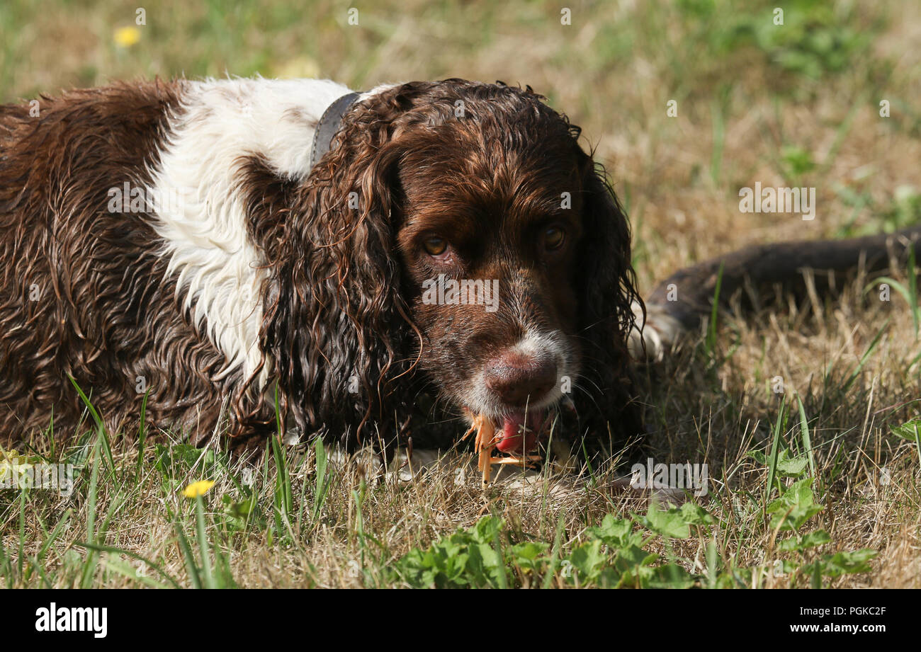 large springer spaniel