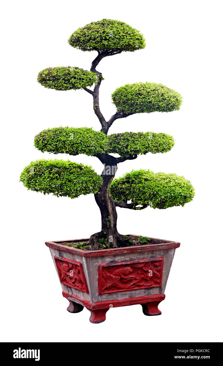 Bonsai tree isolated over white Stock Photo