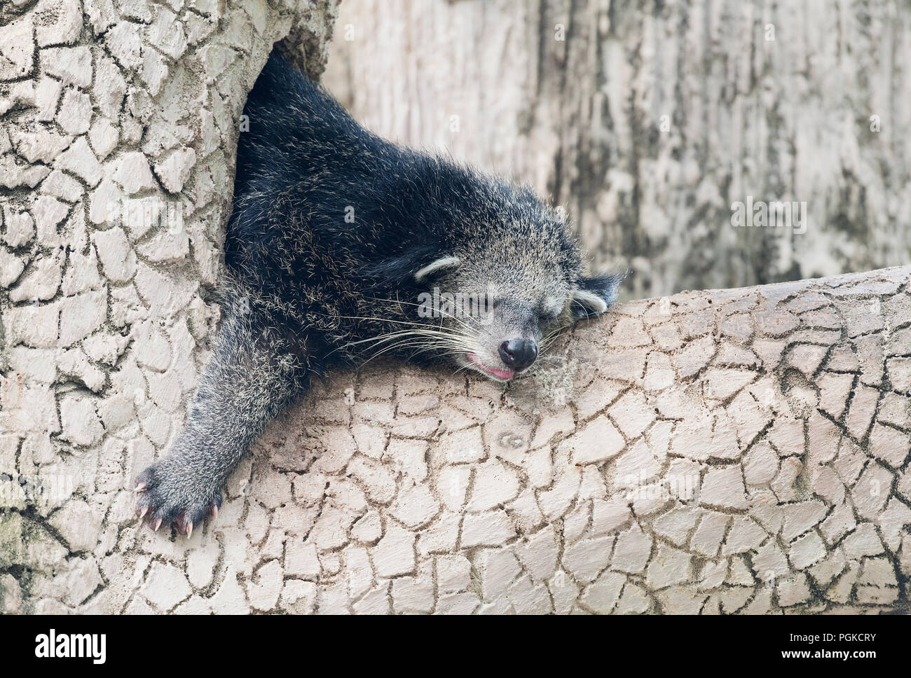 Sleeping binturong on a tree Stock Photo