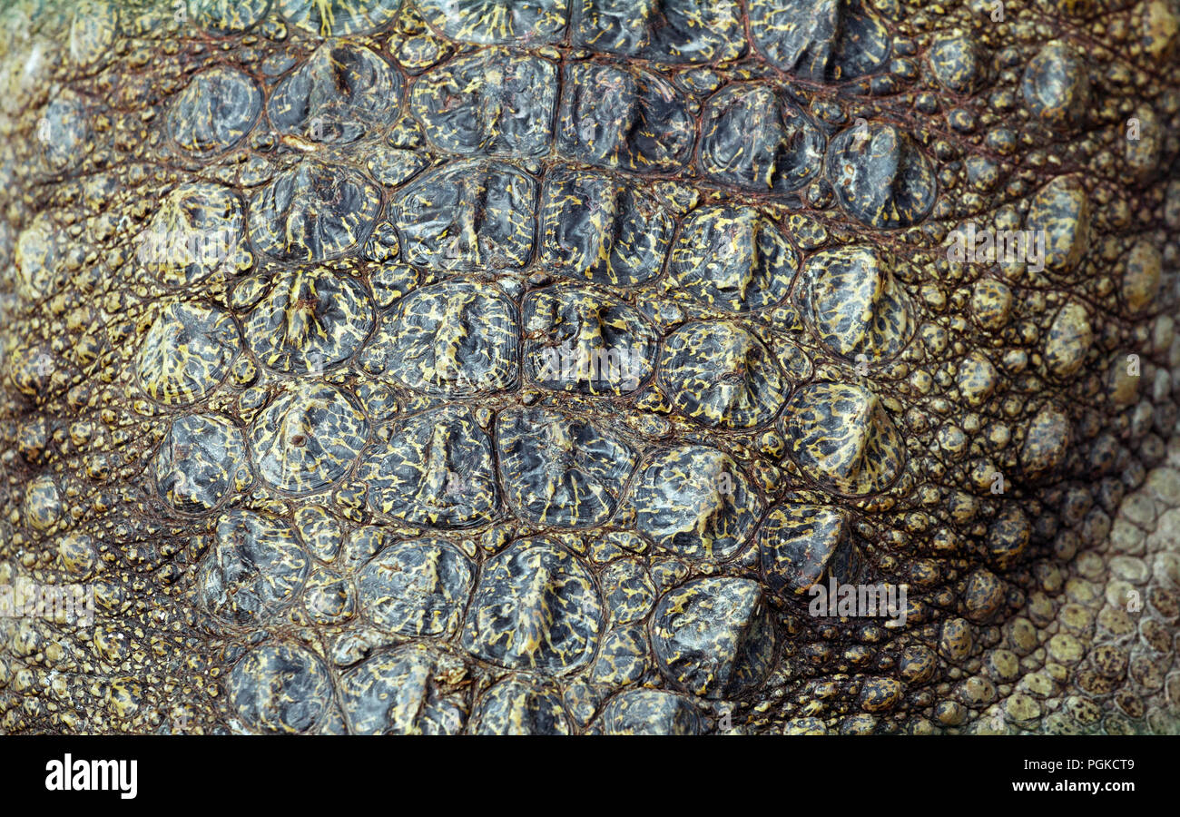Crocodile skin texture hi-res stock photography and images - Alamy