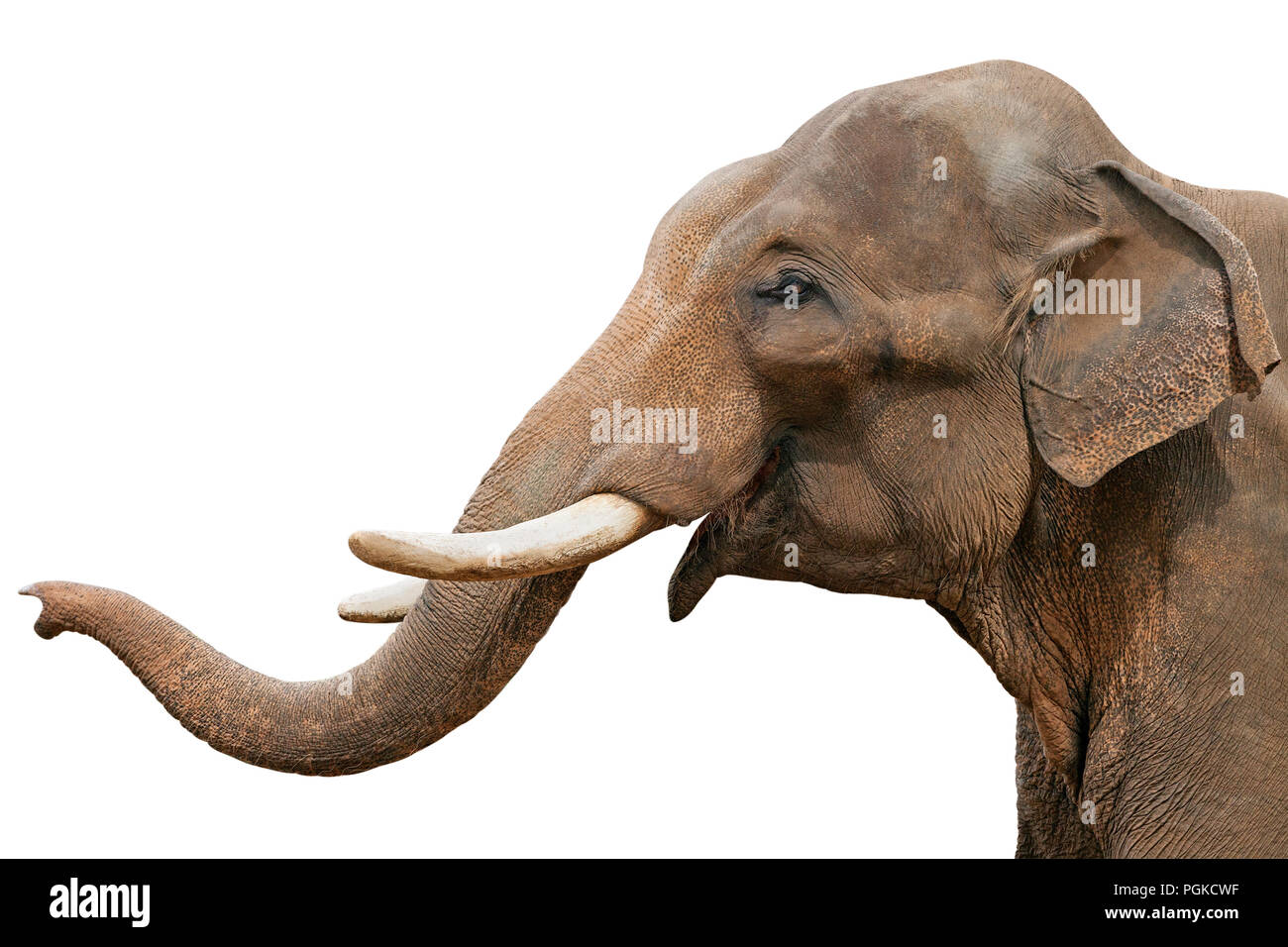 Head of an elephant, isolated Stock Photo Alamy