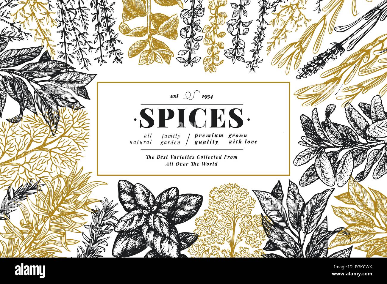 Culinary herbs and spices banner template. Vector background for design menu, packaging, recipes, label, farm market products. Hand drawn retro botani Stock Vector