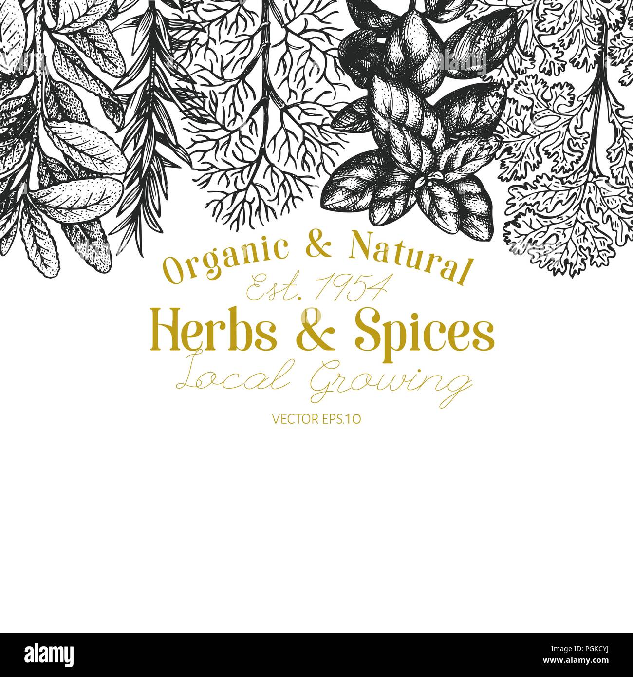 Culinary herbs and spices banner template. Vector background for design menu, packaging, recipes, label, farm market products. Hand drawn retro botani Stock Vector