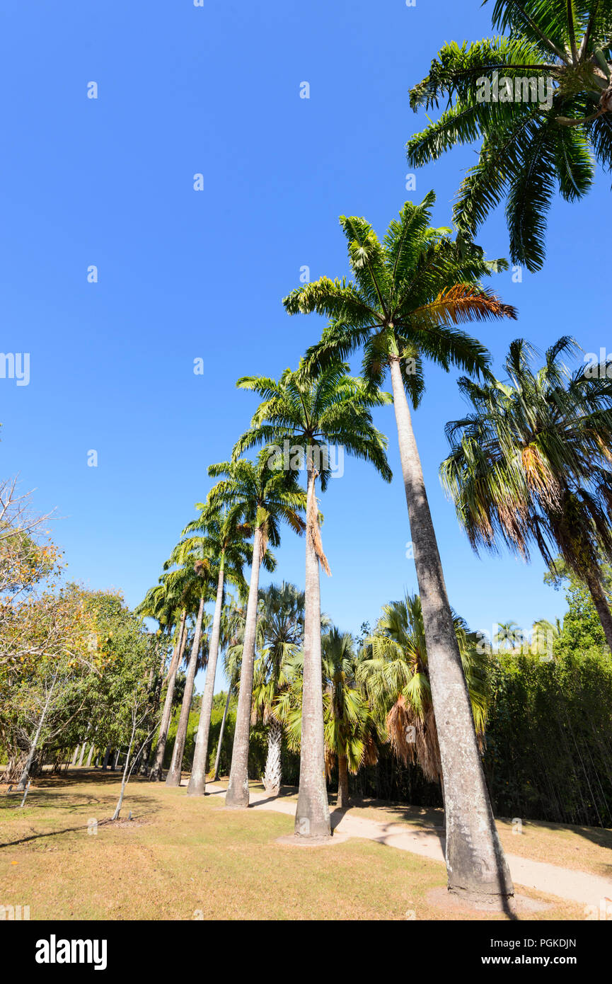 Row of tall straight palmtrees at Saltwater Creek, Cairns, Far North Queensland, FNQ, QLD, Australia Stock Photo