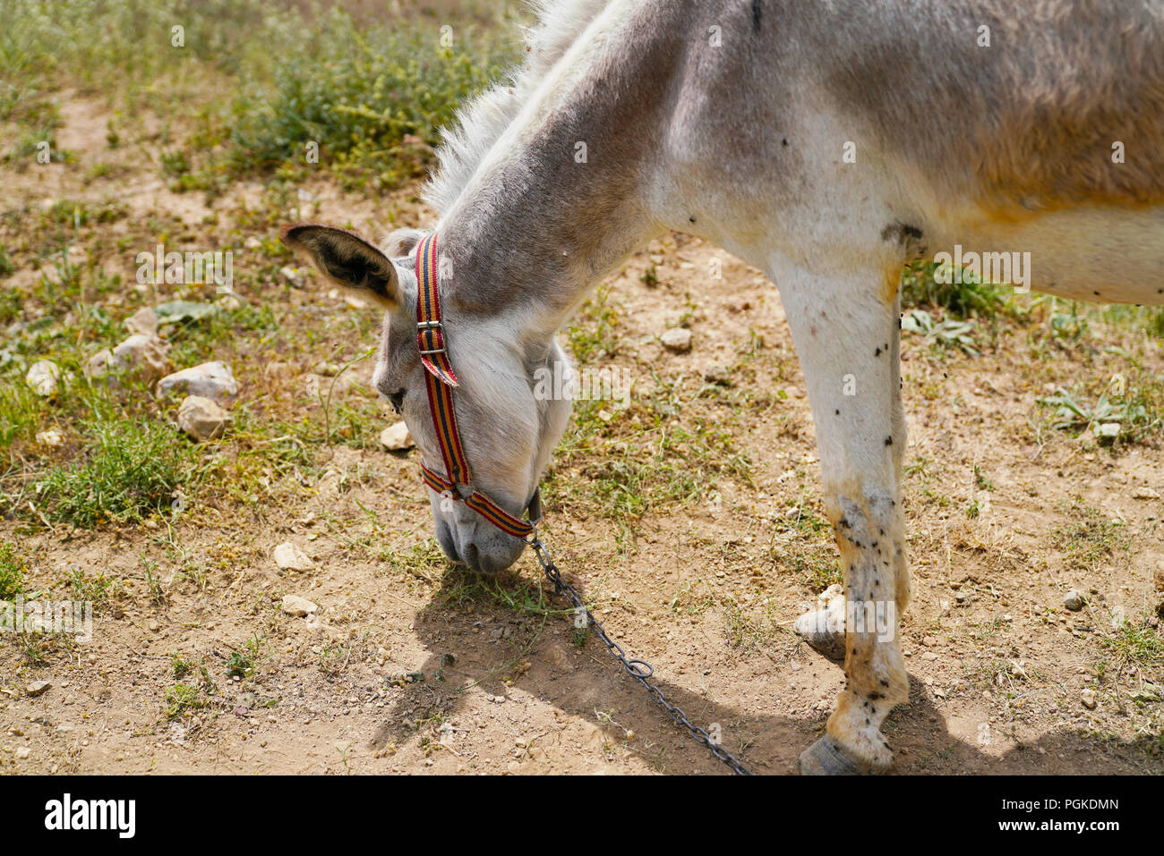 White donkey (asinus in Latin) is grazing Stock Photo Alamy