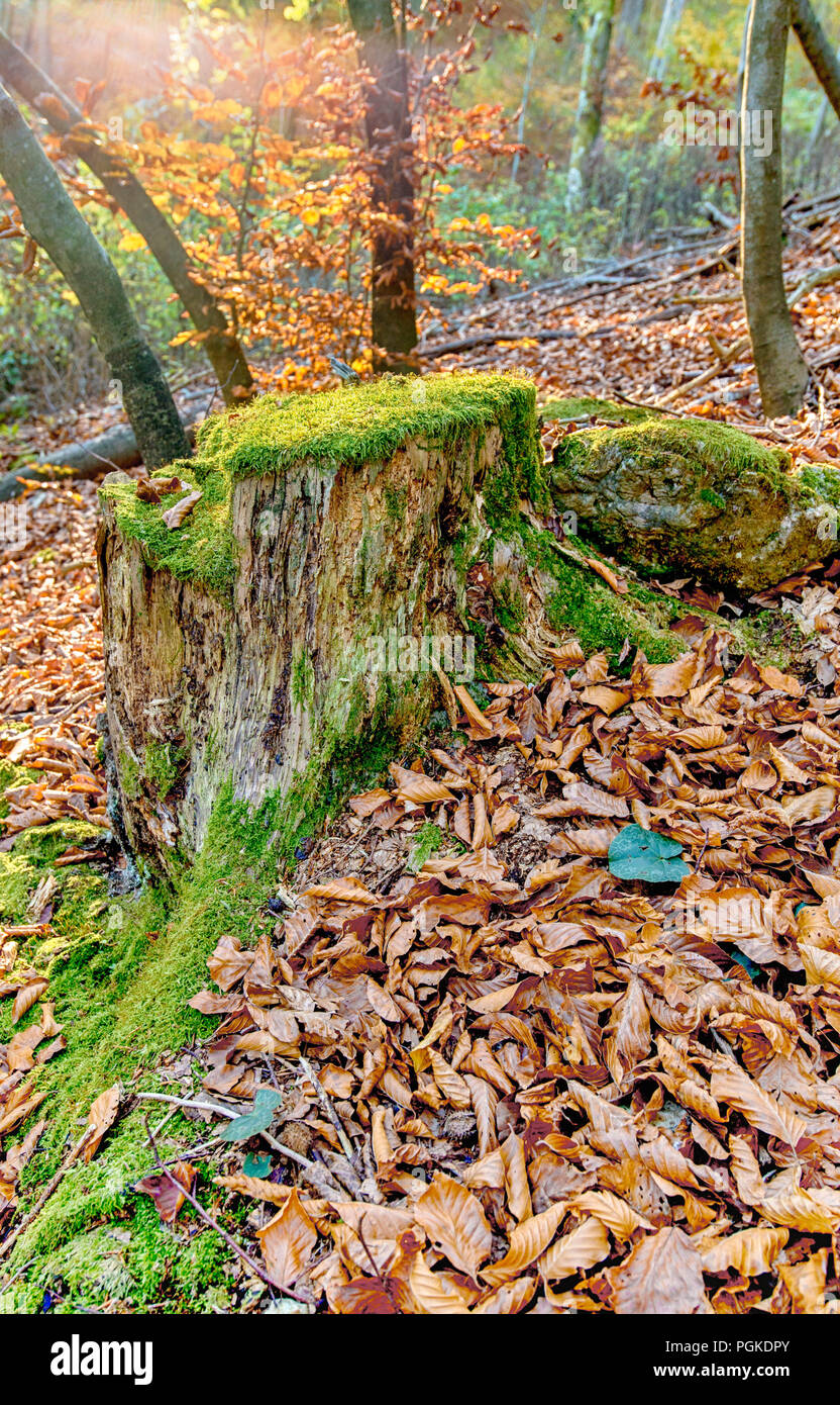 Grenn moss on the trees in the forest Stock Photo