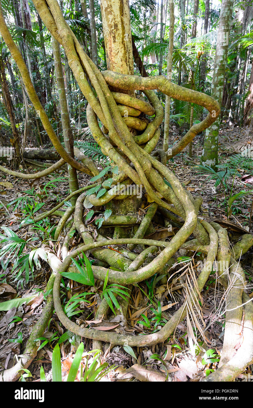 Vine wrapped around a rainforest tree beside the Rainforest Boardwalk, Cairns Botanic Gardens, Edge Hill, Far North Queensland, FNQ, QLD, Australia Stock Photo