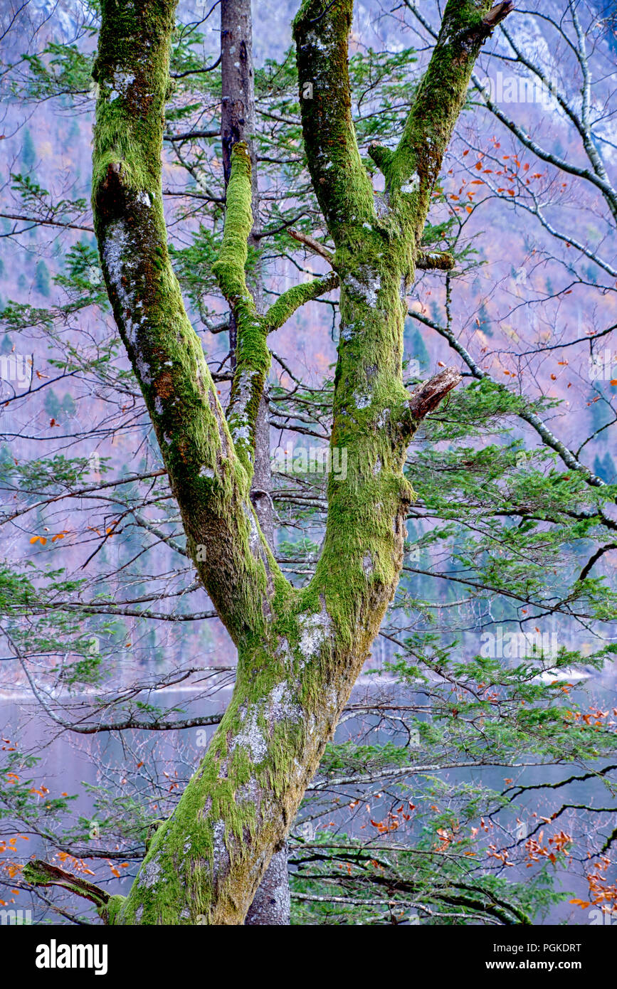 Grenn moss on the trees in the forest Stock Photo