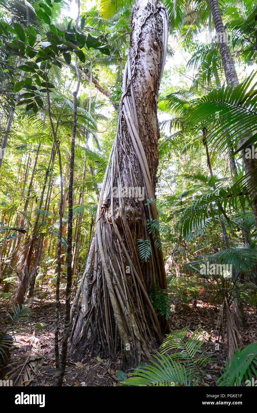Umbrella Tree (Schefflera actinophylla) beside the Rainforest Boardwalk, Cairns Botanic Gardens, Edge Hill, Far North Queensland, FNQ, QLD, Australia Stock Photo