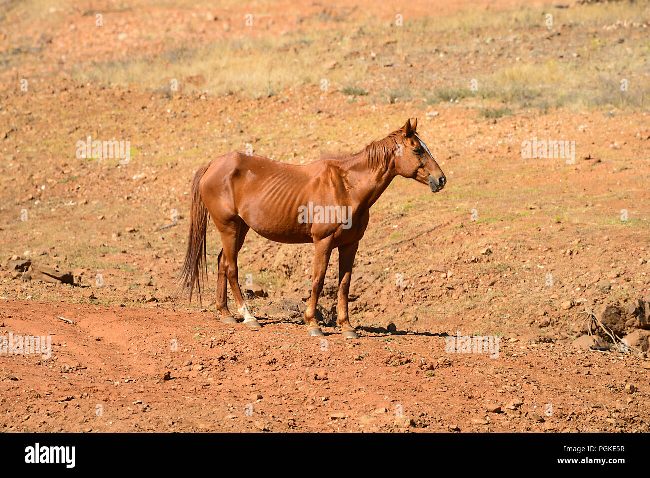 Skinny horse starving during a drought, Queensland, QLD, Australia Stock Photo