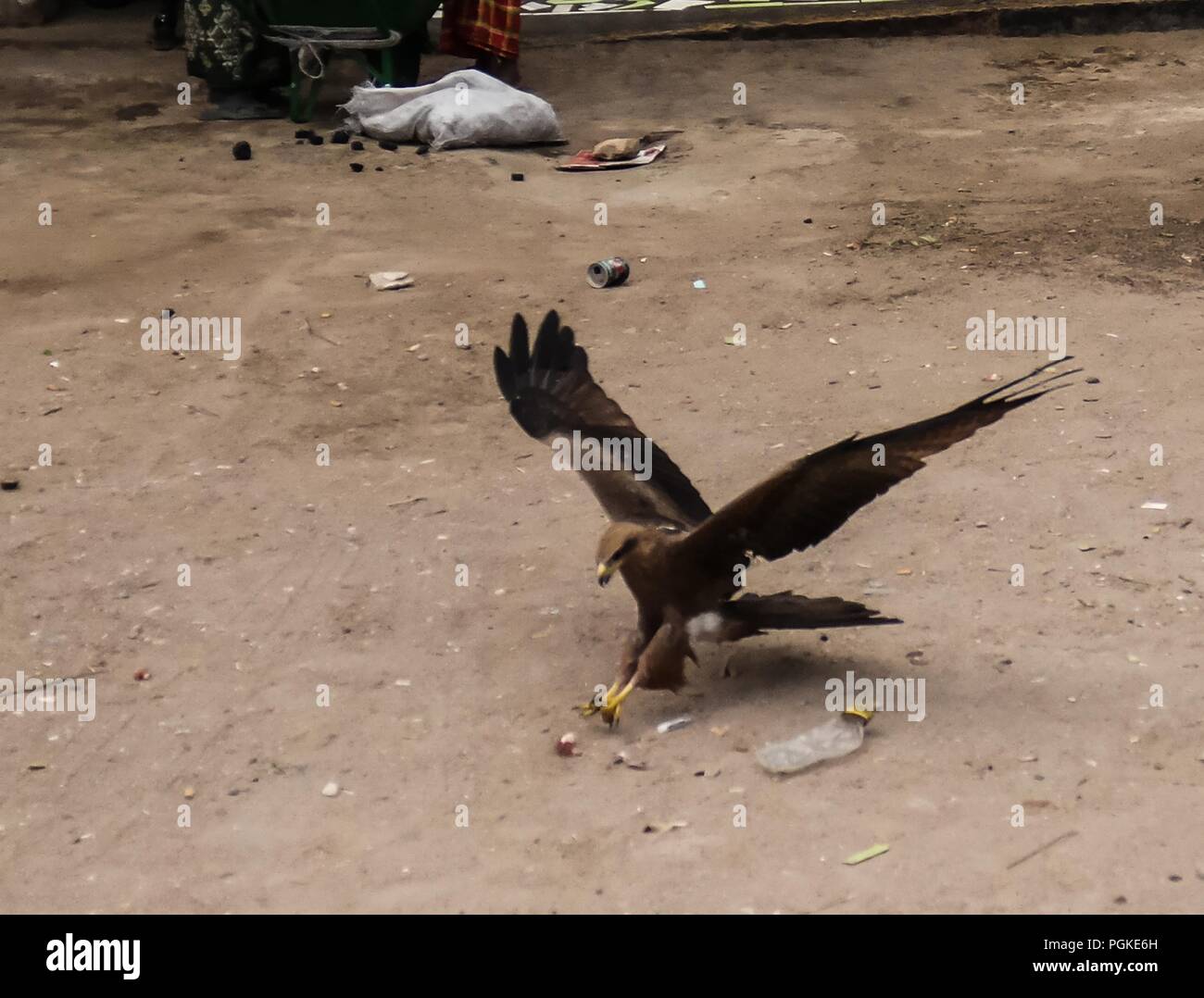 Eagle feeding, national entertainment in Harar in Ethiopia Stock Photo