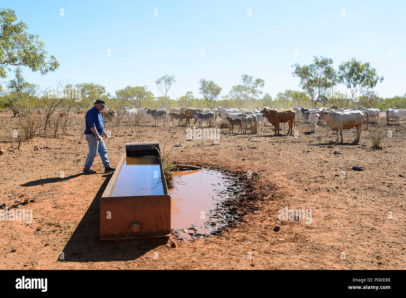 Water Supply For Cattle High Resolution Stock Photography and Images