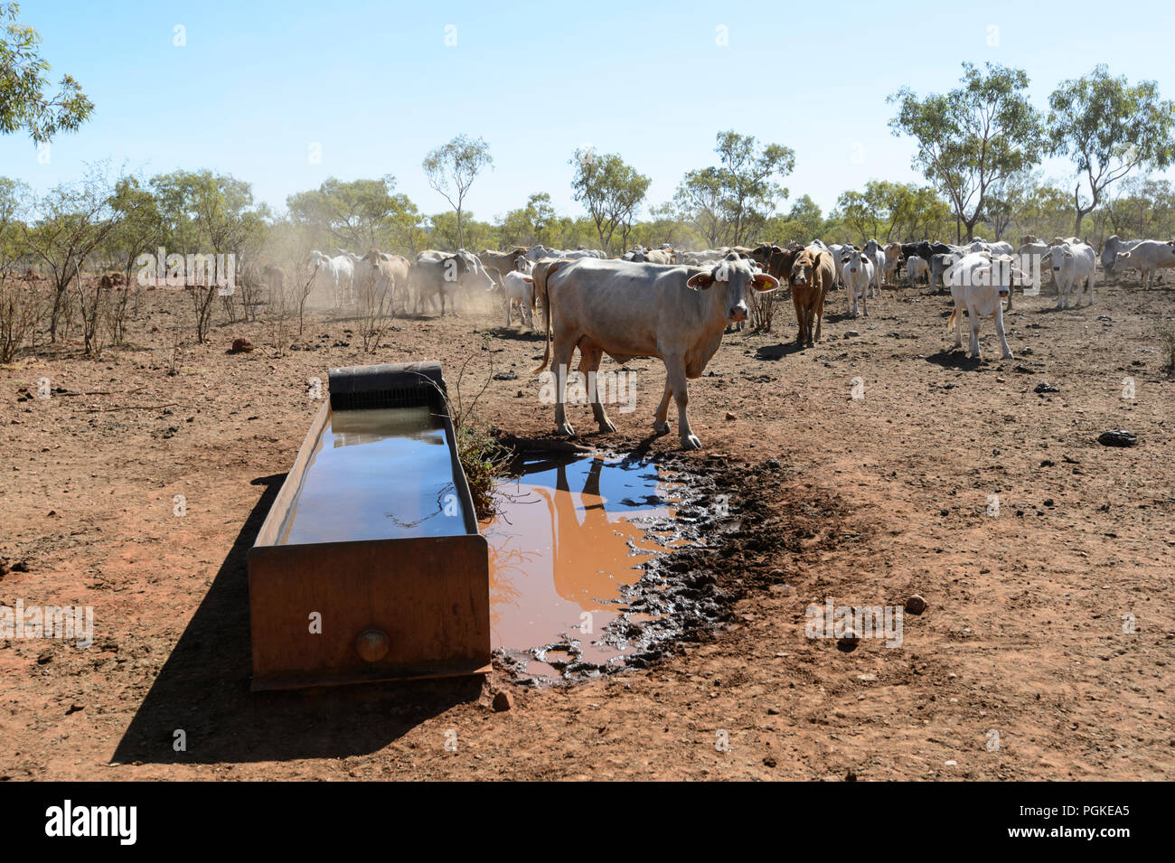 Cows Drinking Water Trough High Resolution Stock Photography and Images Alamy