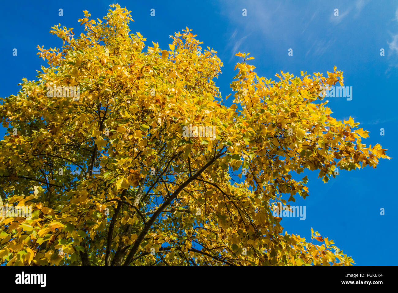 Natura, albero in autunno Stock Photo
