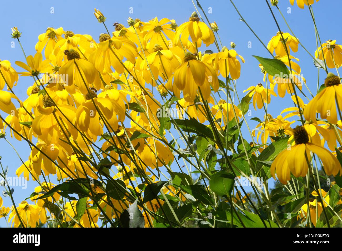 Rudbeckia laciniata jaune, yellow rudbeckia laciniata, Rudbeckia laciniata gelb, Rudbeckia laciniata amarillo, yellow coneflowers, black eyes susan Stock Photo