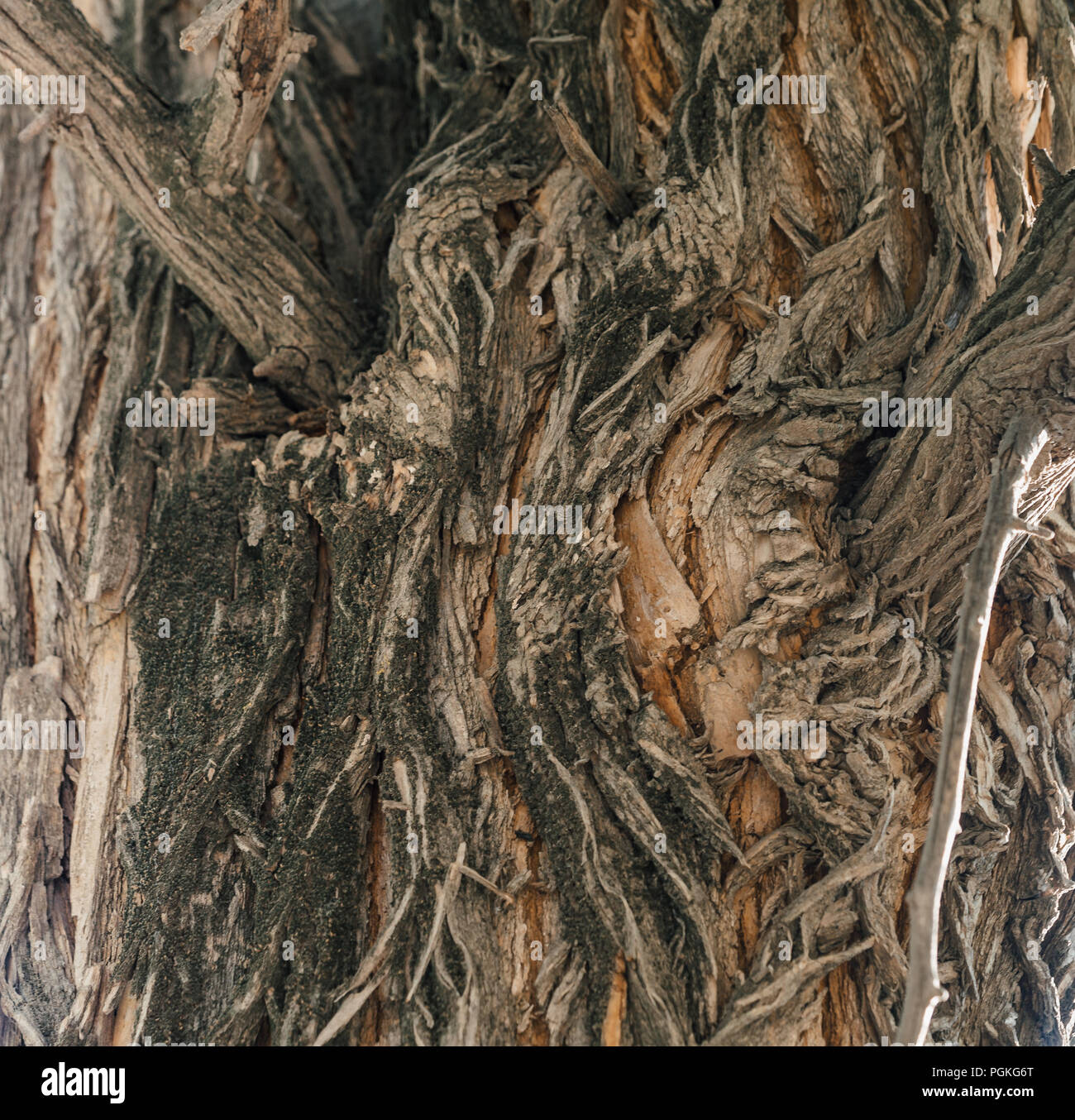 Osage orange tree hi res stock photography and images alamy