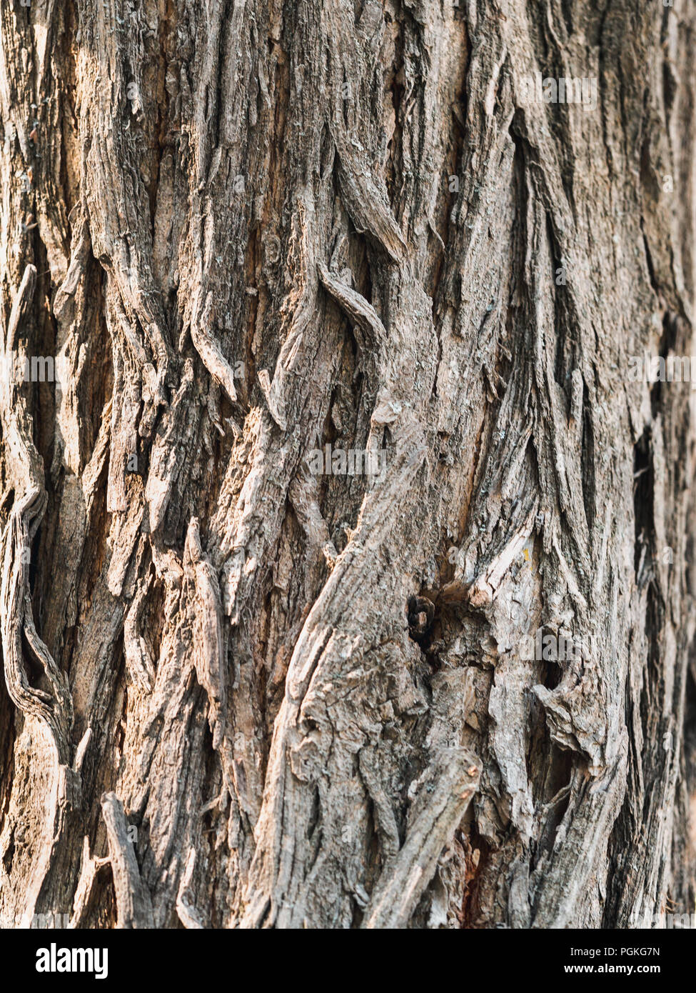 Close up outdoor view bark of osage orange tree, moraceae family or maclura  wooden texture. Dark, furrowed and scaly texture. Patterns with various sh  Stock Photo - Alamy