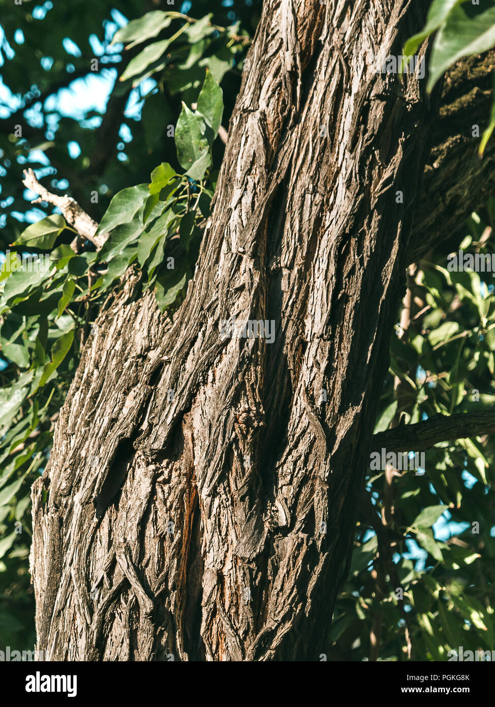 bark of osage orange tree, moraceae family or maclura. Dark, furrowed