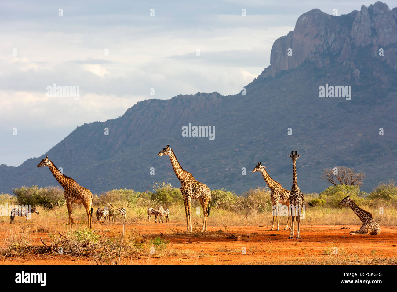 Giraffe and Zebra Tsavo West National Park Stock Photo