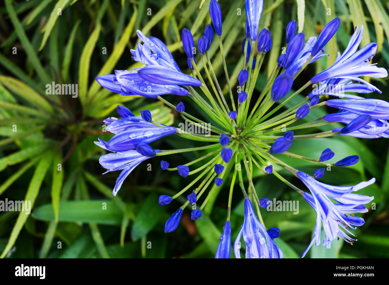 Triteleia laxa is a triplet lily known by several common names, including Ithuriel's spear, common triteleia and grassnut. Stock Photo