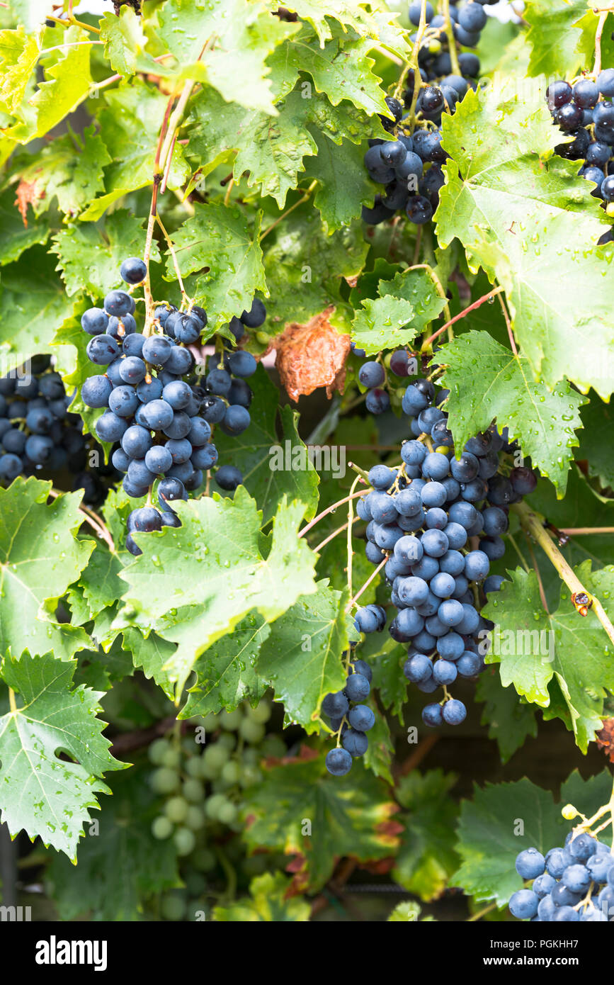 large bunches of blue grapes hang ready to be picked for grape juice or red wine Stock Photo