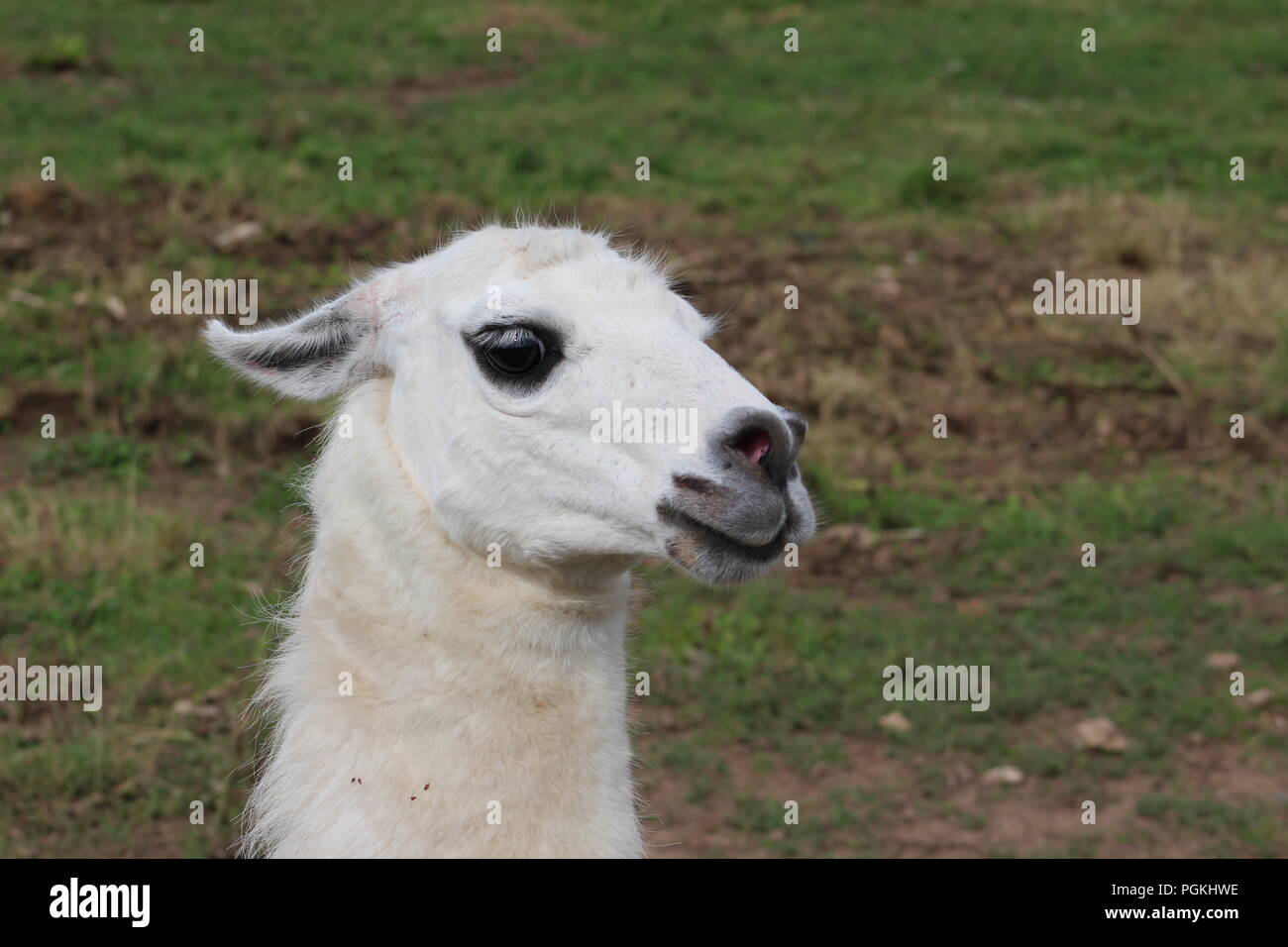 A nice llama Stock Photo