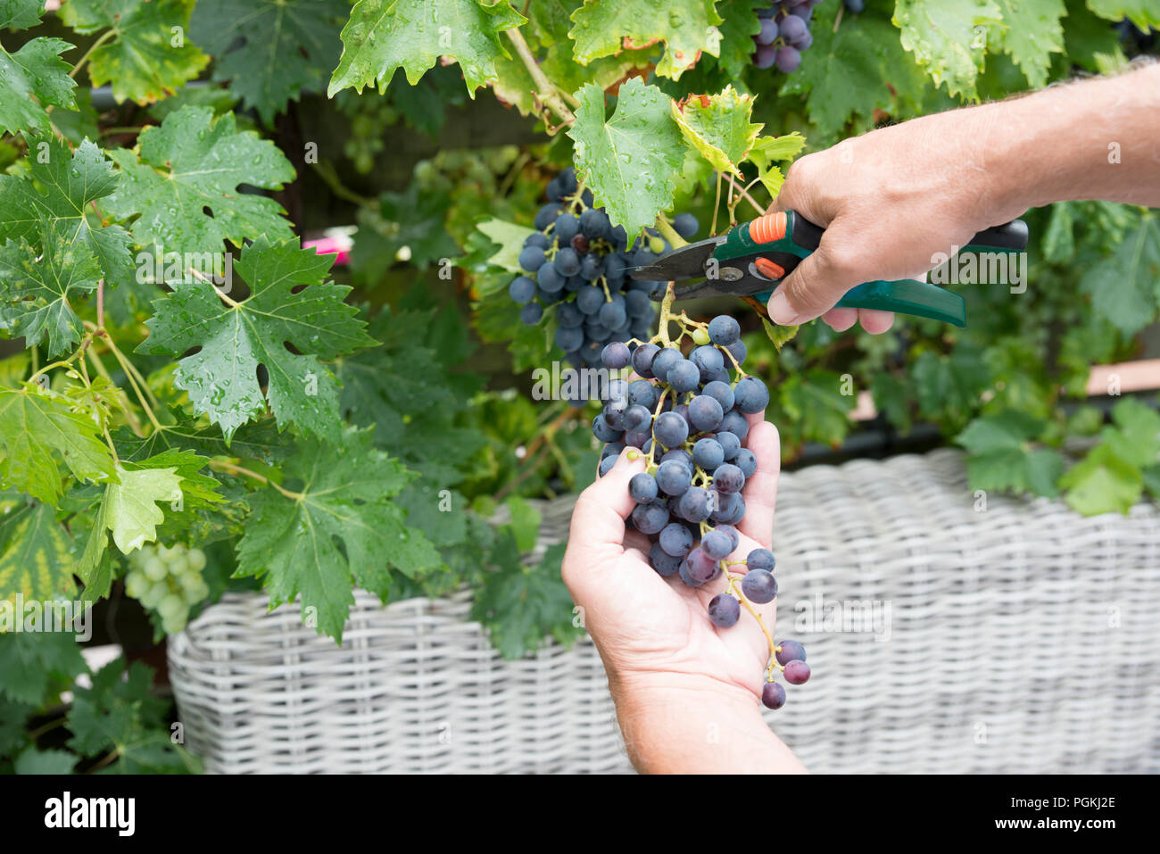 woman engaged in the harvesting and cutting of bunches of blue grapes for the purpose of making grape juice or red wine Stock Photo