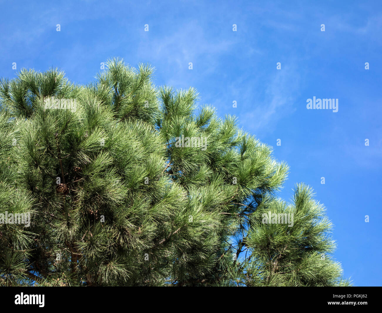 Pine tree against blue skies Stock Photo - Alamy