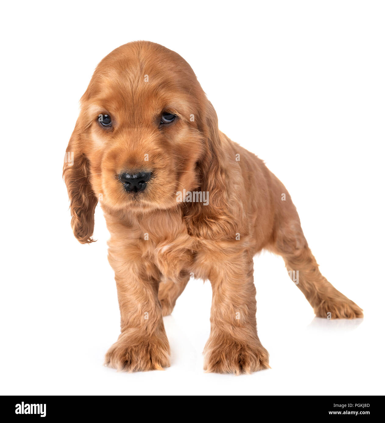 Puppy Cocker Spaniel In Front Of White Background Stock Photo - Alamy