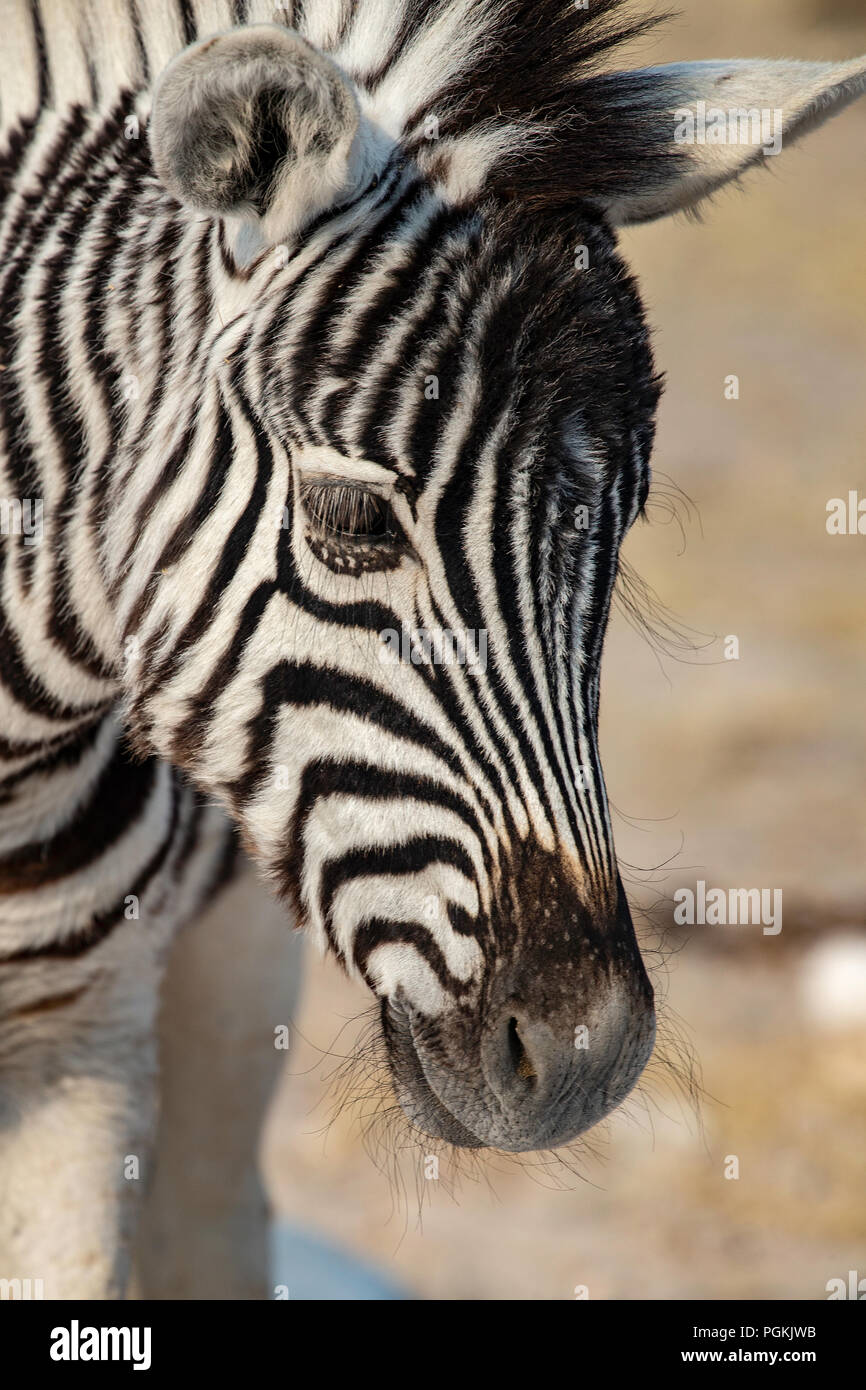 Headshot of baby Plains or Burchell's Zebra - Equus Quagga or Equus Burchellii - in Etosha, Namibia. Stock Photo