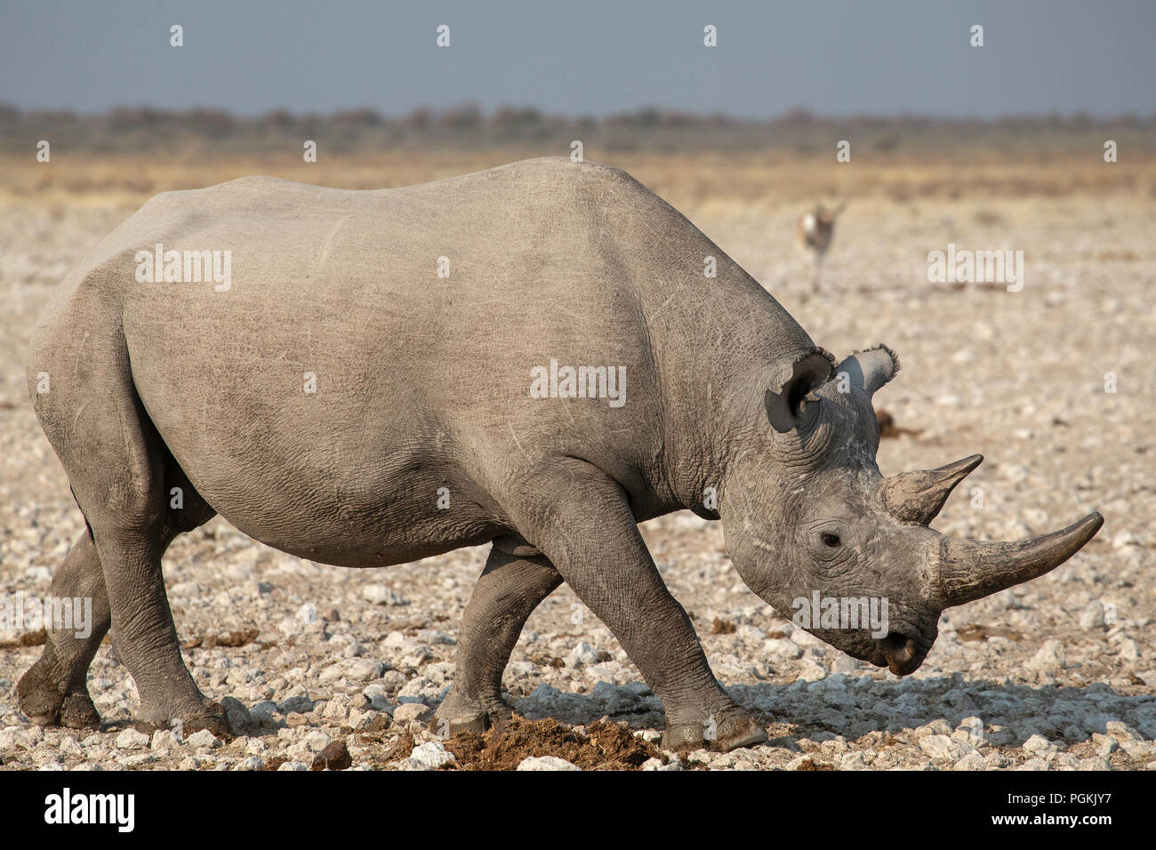 Side view of Black rhino or hook-lipped rhinoceros - Diceros bicornis - near a waterhole in Etosha, Namibia. Stock Photo