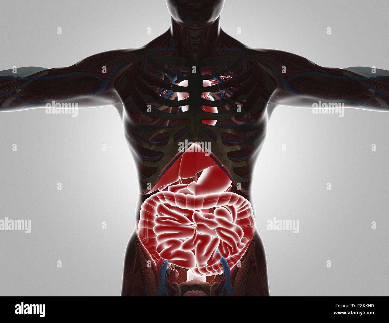 Human body with visible organs, 3d render illustration Stock Photo