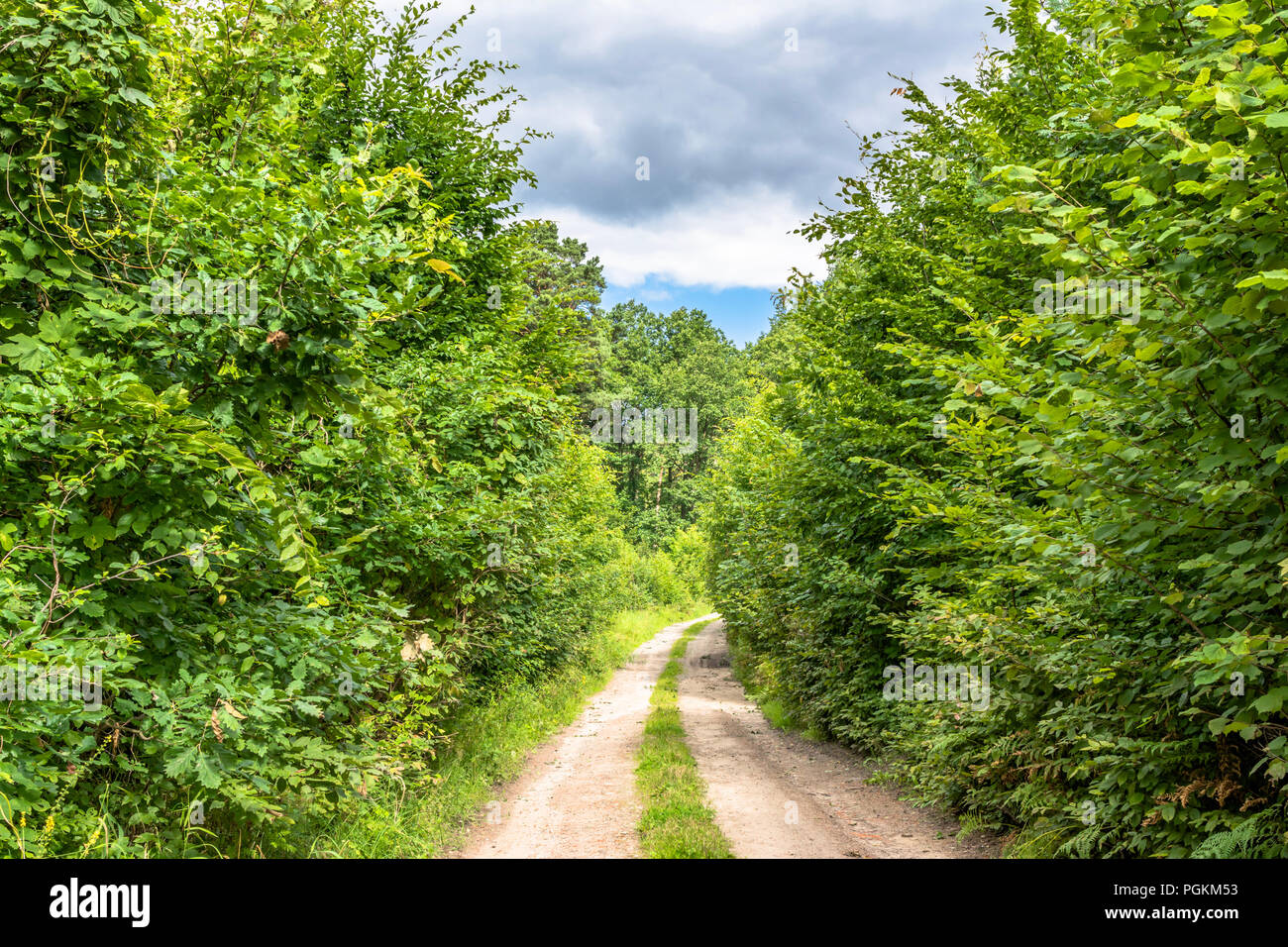 Path through green forest in spring, landscape Stock Photo - Alamy