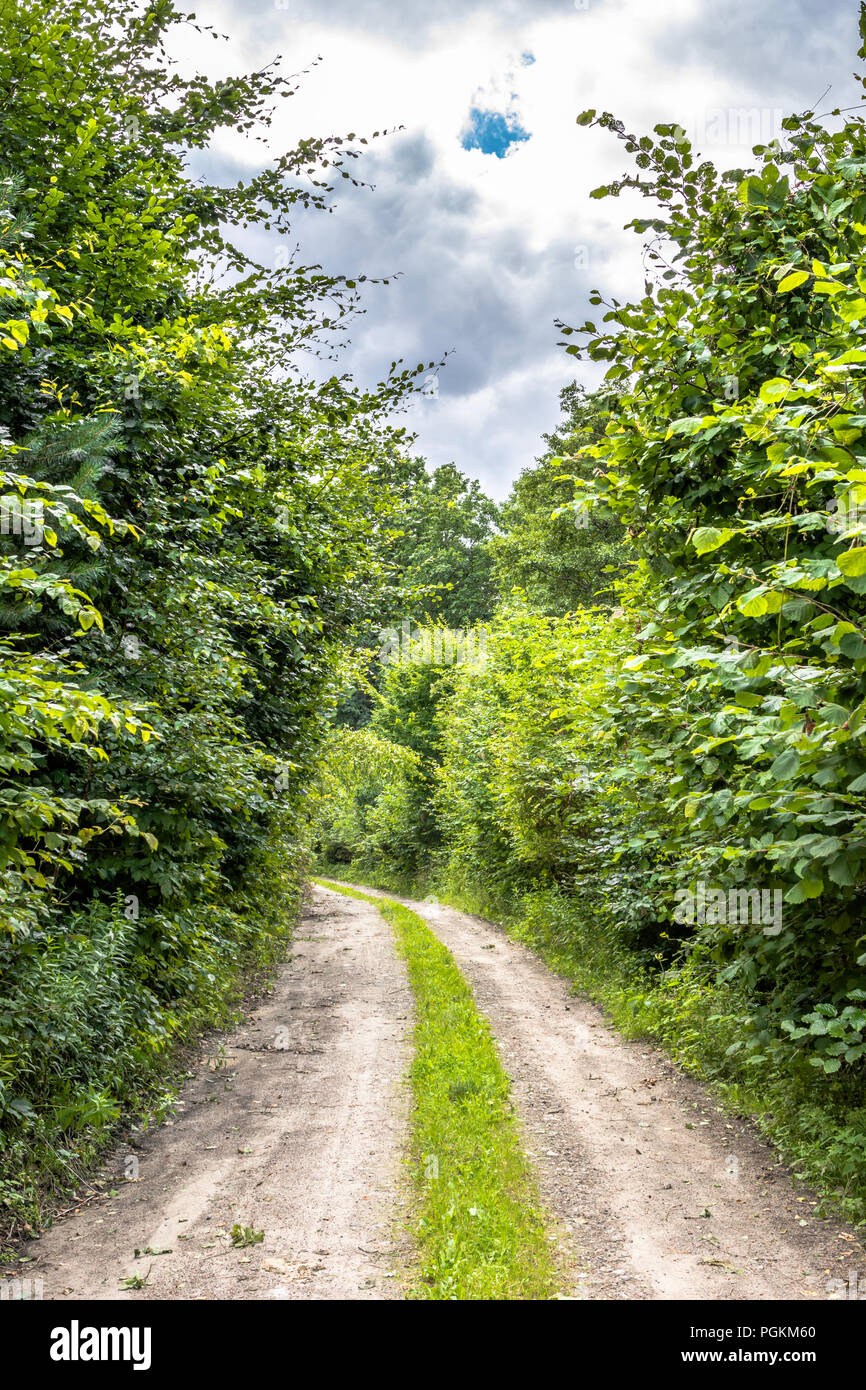 Path through green forest in spring, landscape Stock Photo - Alamy