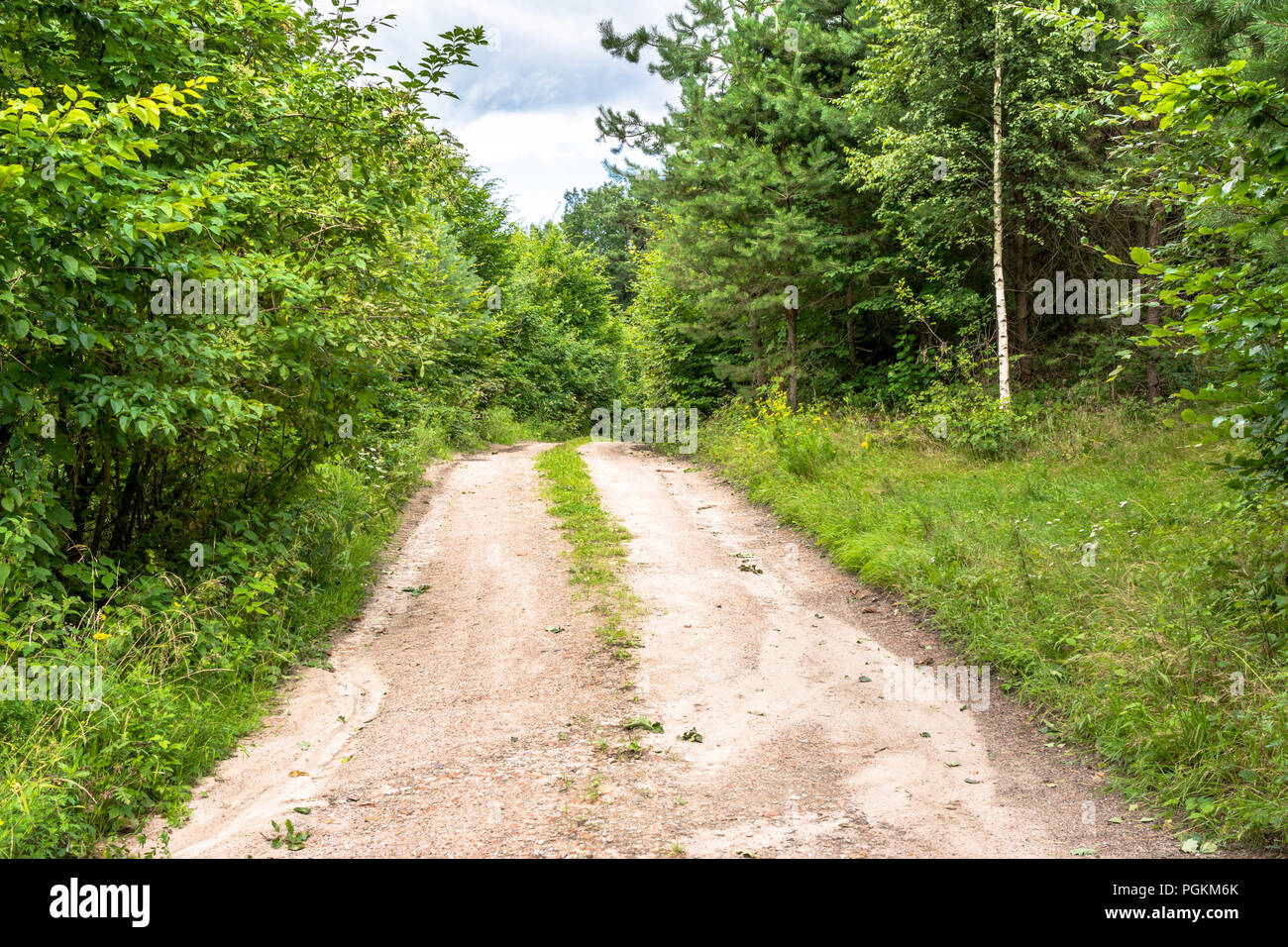 Path through green forest in spring, landscape Stock Photo - Alamy
