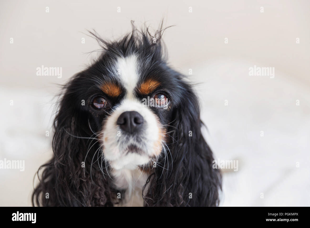 Messy hair dog hi-res stock photography and images - Alamy