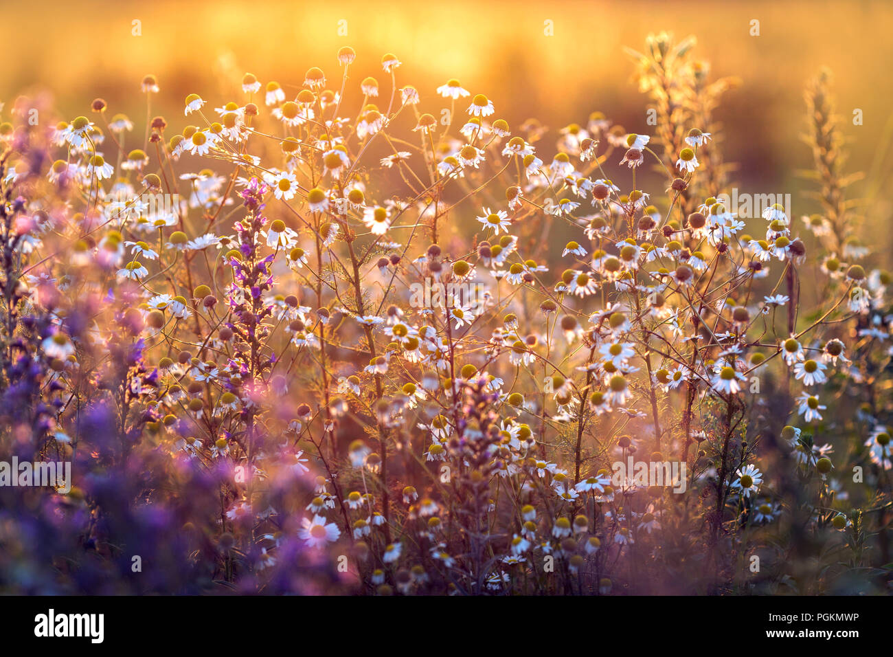 Meadow wild flowers sunset hi-res stock photography and images - Alamy