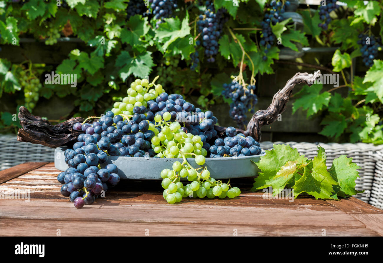 decoration of bunches blue and white grapes on a scale with grape branches and leaves and the grape plant as background Stock Photo