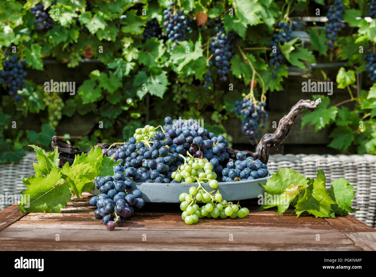 decoration of bunches blue and white grapes on a scale with grape branches and leaves and the grape plant as background Stock Photo