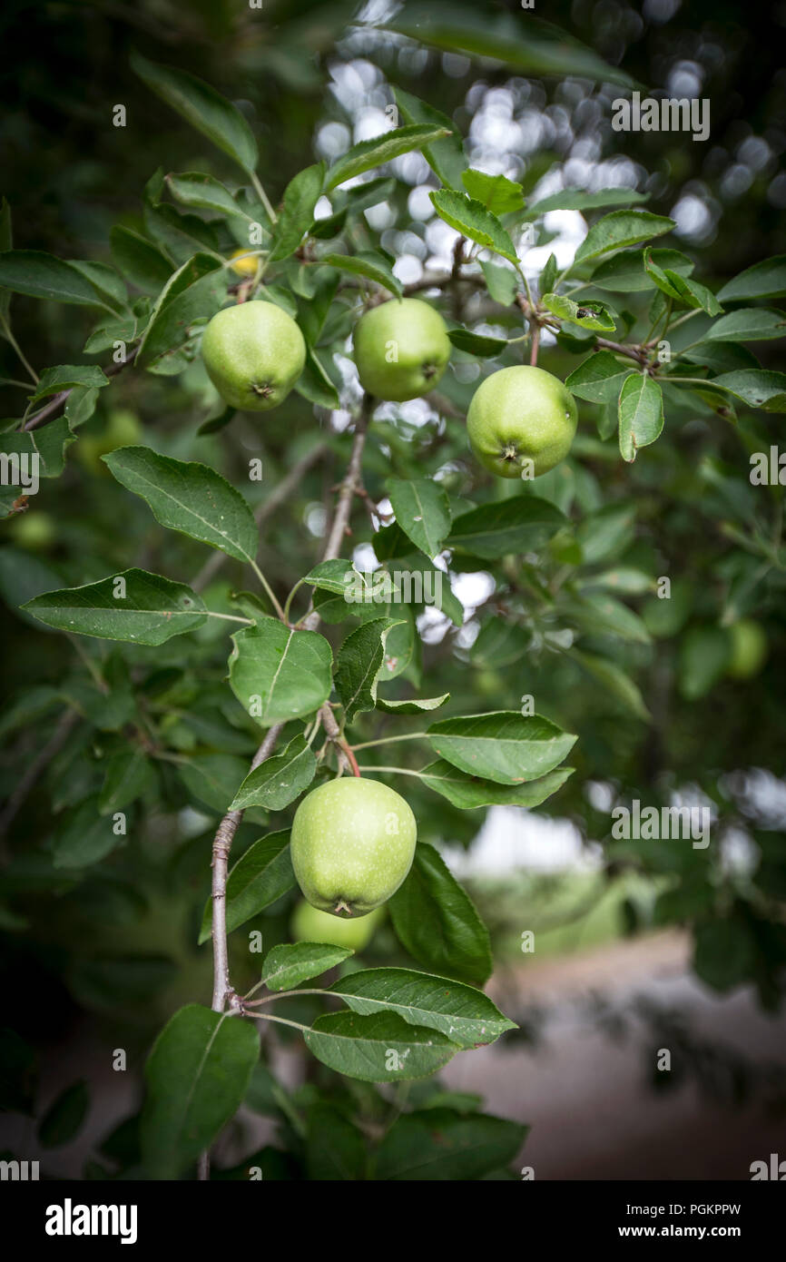 Green Apples Grow On A Apple Tree On A Old Farm In Central Ohio Stock Photo Alamy